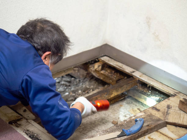 Best Attic Mold Removal  in Edgemere, MD