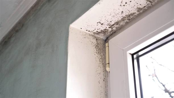 Trusted Edgemere, MD Mold Removal Experts