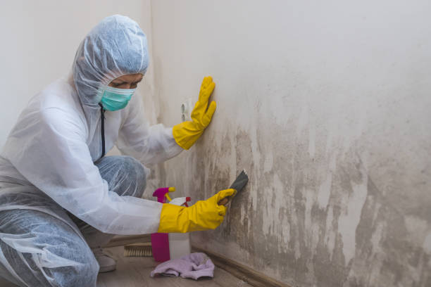 Best Office Mold Removal Services  in Edgemere, MD