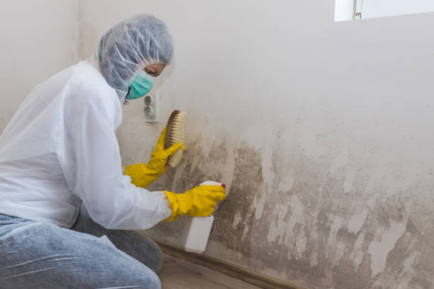 Mold Removal and Inspection in Edgemere, MD