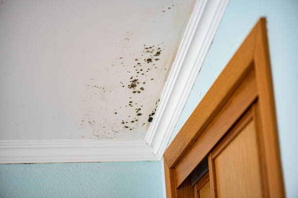 Best Certified Mold Removal  in Edgemere, MD