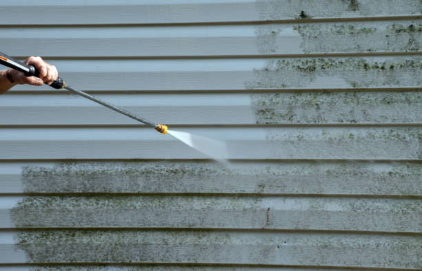 Best Professional Mold Removal  in Edgemere, MD