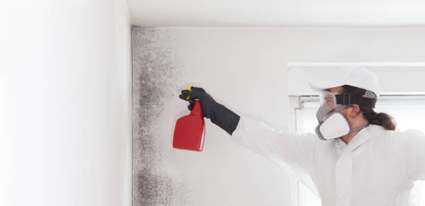 Mold Testing and Removal in Edgemere, MD