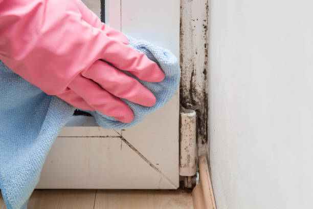 Best Mold Removal Company Near Me  in Edgemere, MD
