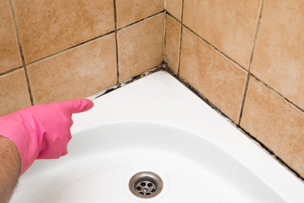 Best Mold Testing and Removal  in Edgemere, MD